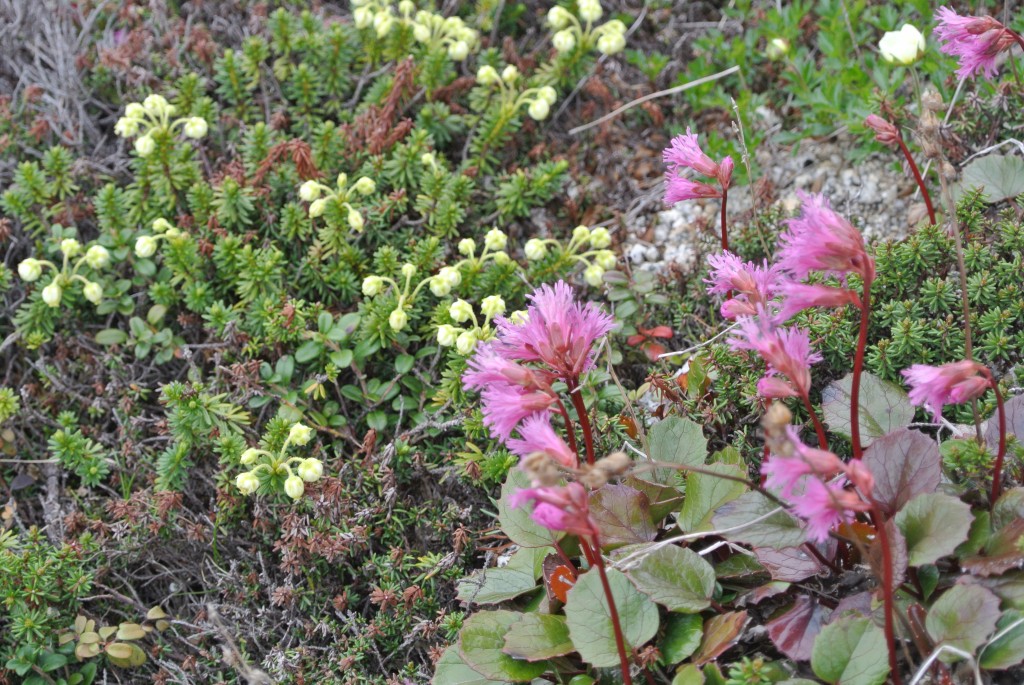 お花がいっぱい